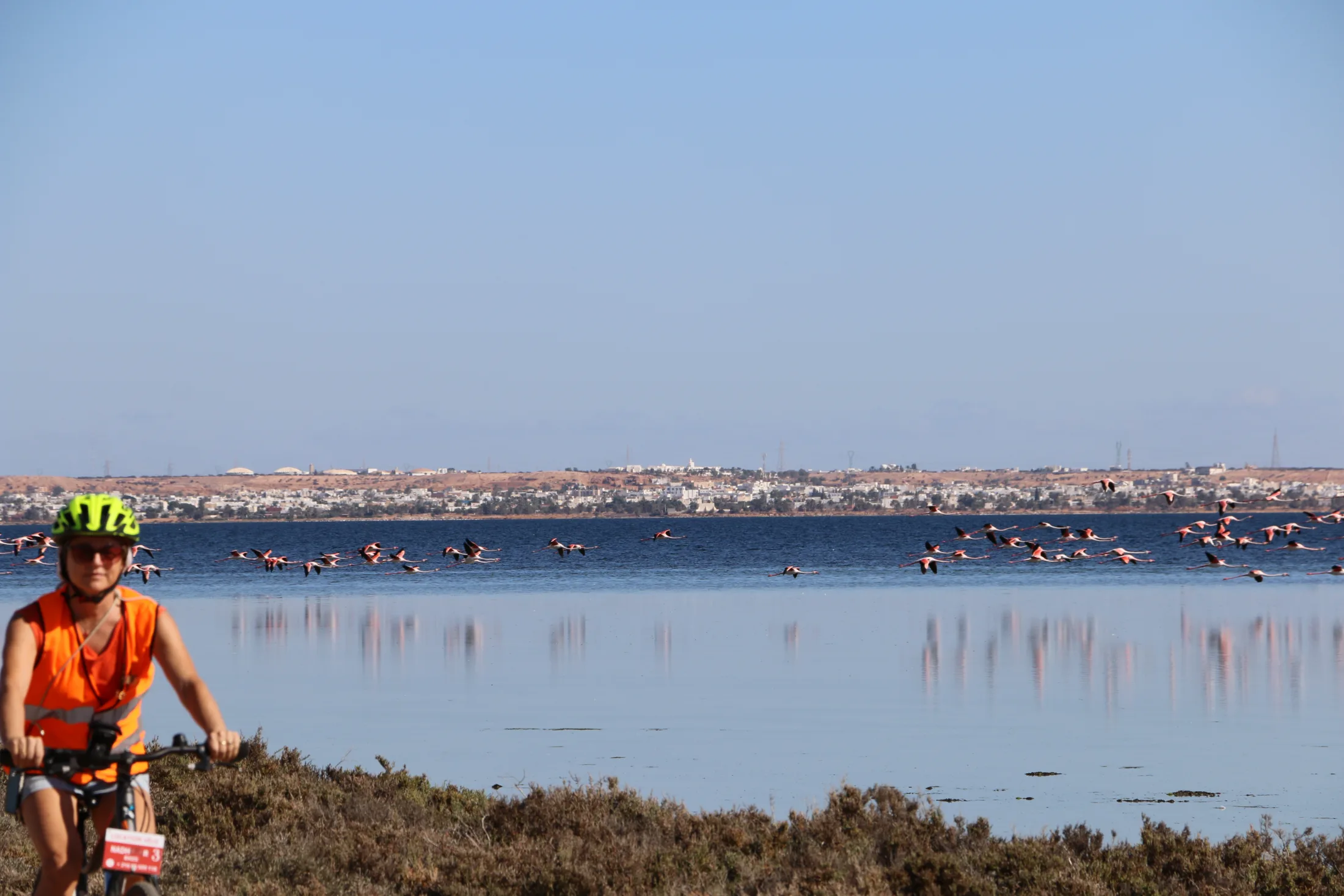 À vélo le long de la lagune de Djerba, flamants roses en vol